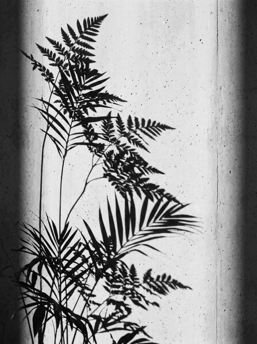 Tropical leaf shadow